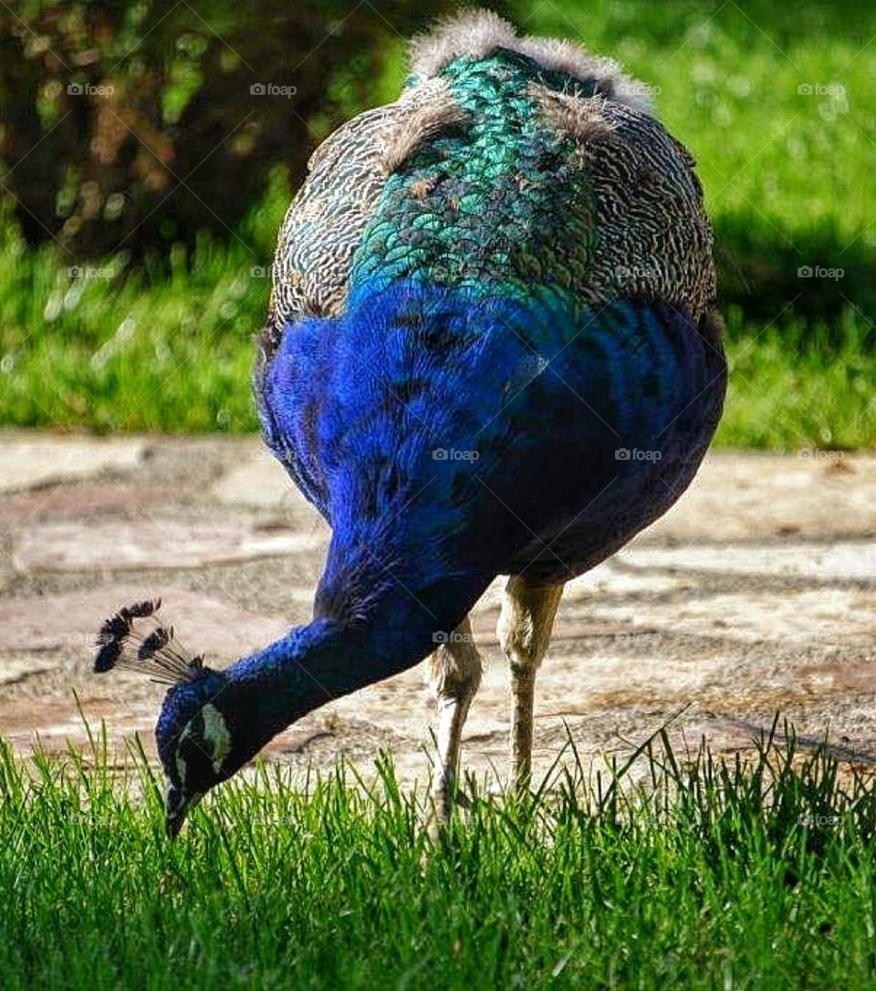 Peacock on a stroll