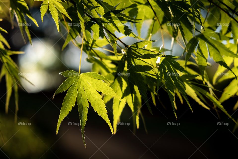 Despite a strong resemblance to a controversial plant, this is the foliage of an ornamental tree called Orange Dream, which is a variety of a Japanese cutleaf maple. 