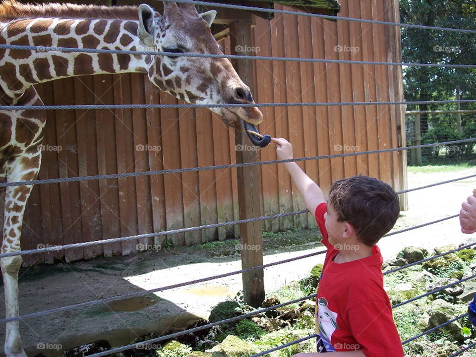 Feeding the Giraffe at the Zoo
