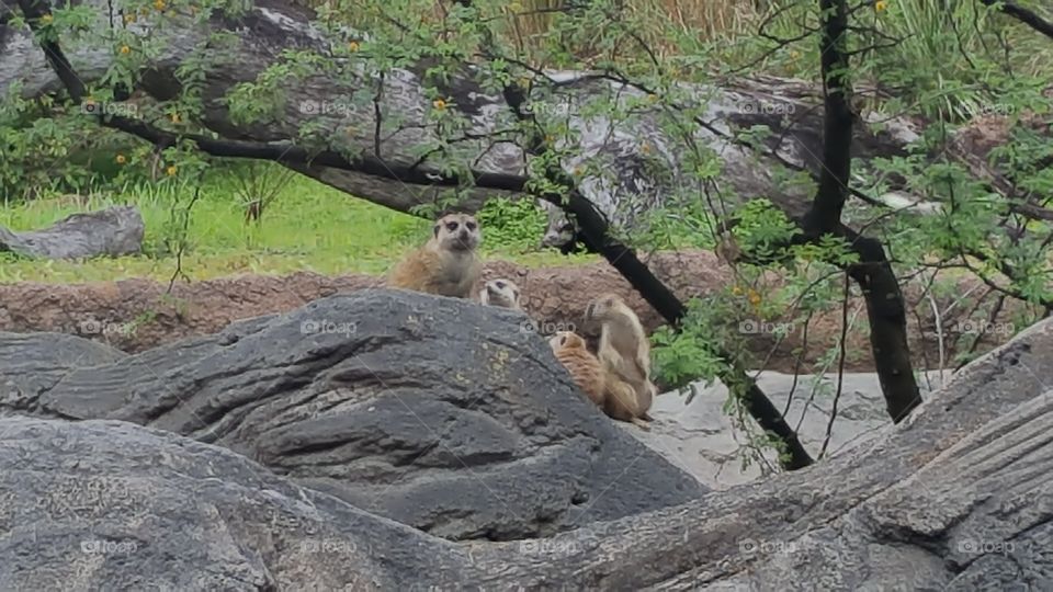 A family of meerkats look on from their perch at Animal Kingdom at the Walt Disney World Resort in Orlando, Florida.