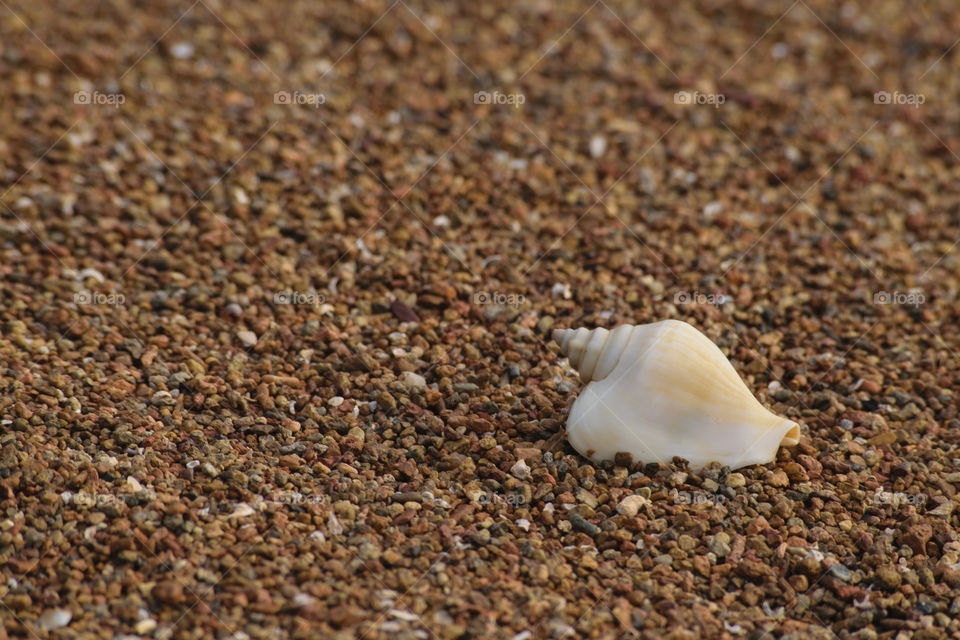 Shell at sand beach