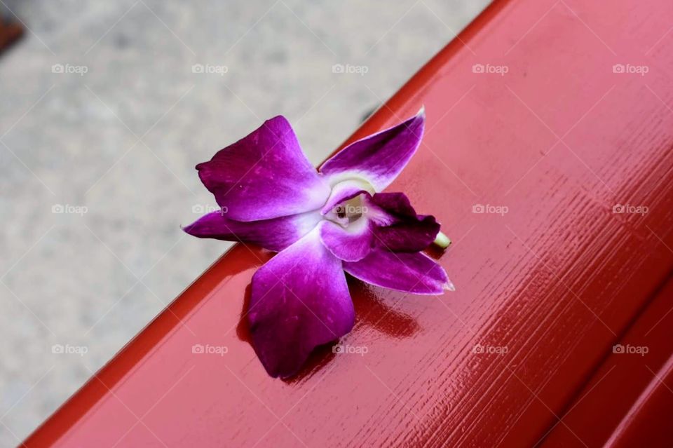 Enjoy the simple things in life. See the beauty all around you and share your moment with others.