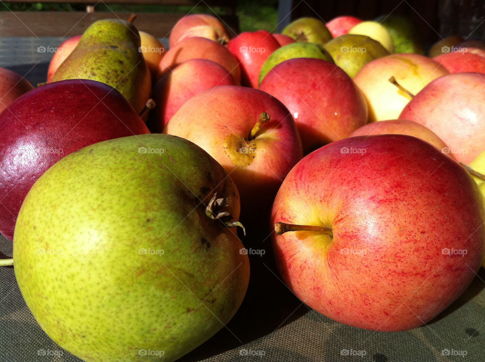 apples fruit pears metha@olifantmedia.se by metha