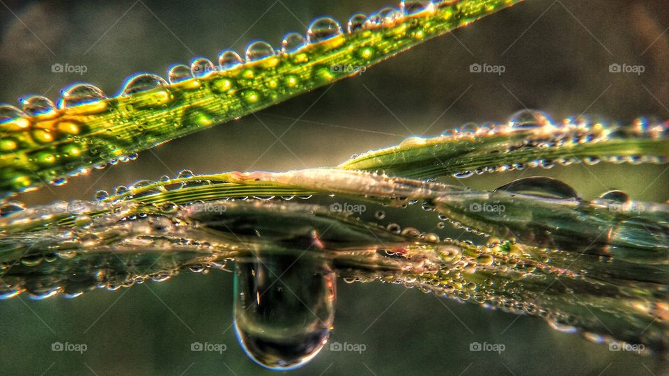 Macro Photography of morning dew