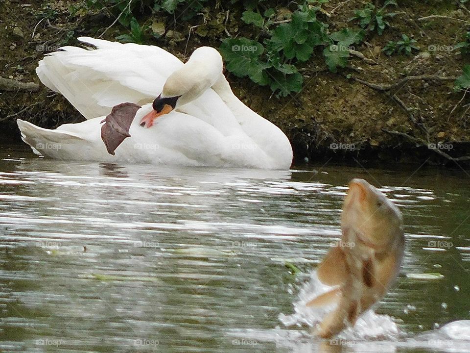 Swan and fish 