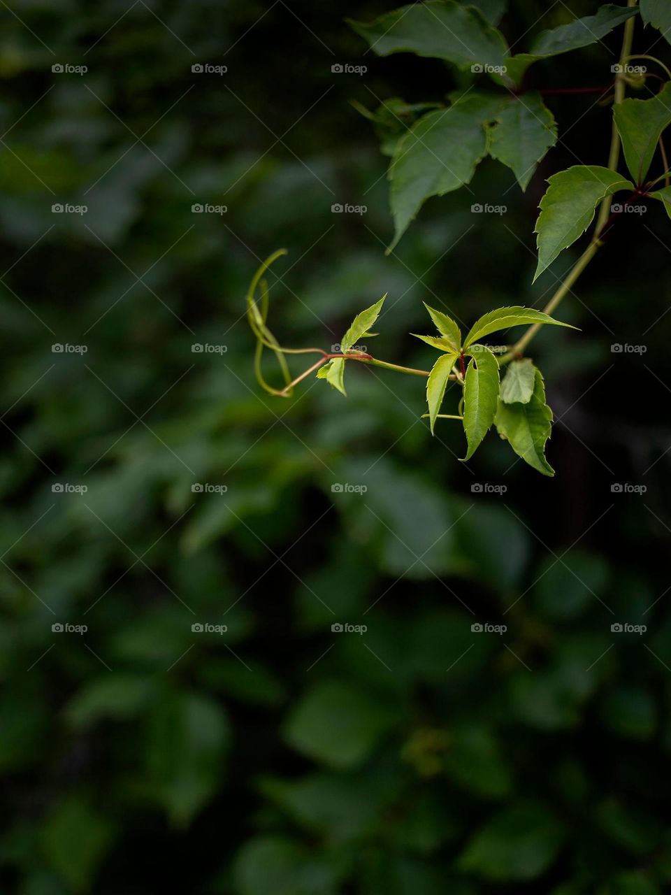 Fingers of thin green  leaves twist out from the bushes.