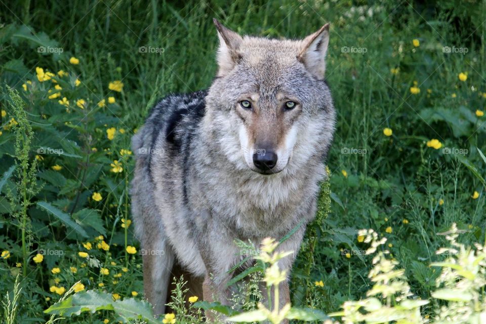wild wolf in sweden