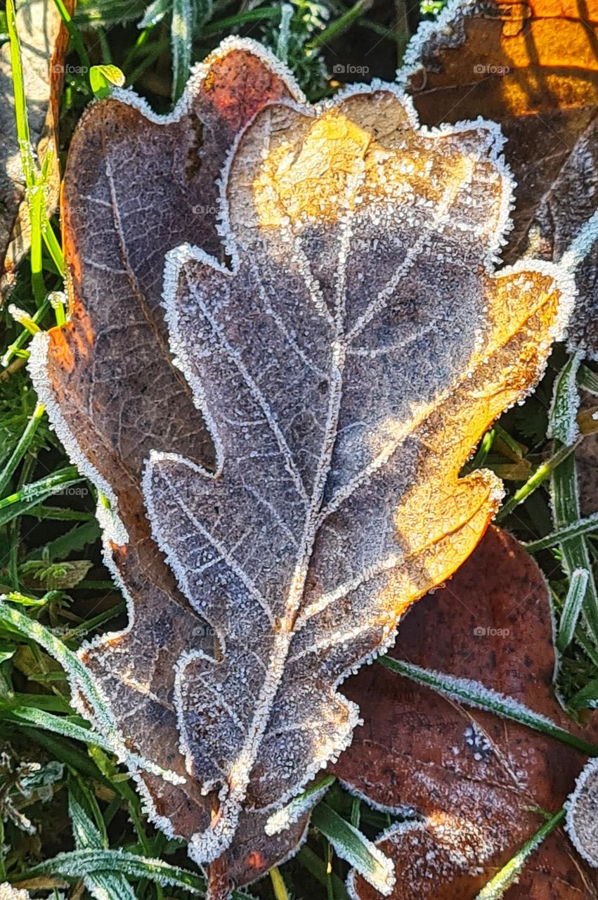 frozen nature and sunlight