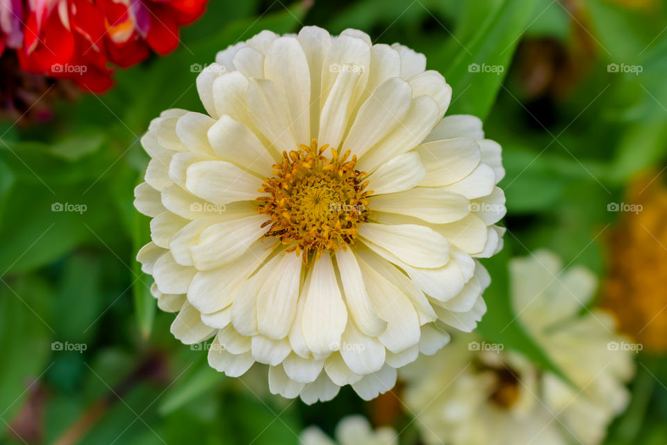 Nice shots marigold white flower top view closeup