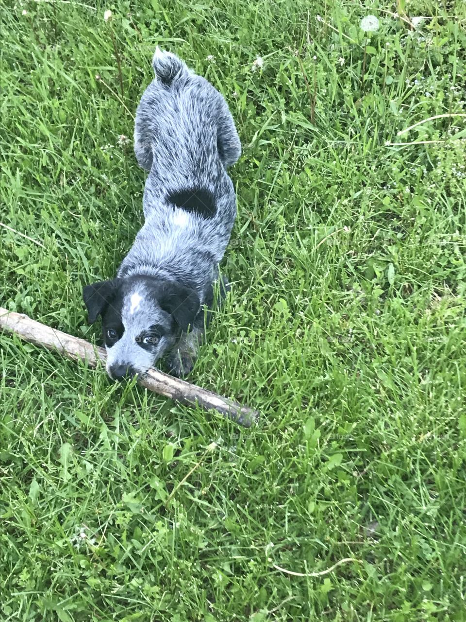 Blue Heeler Puppy playing with large stick outside in the grass.