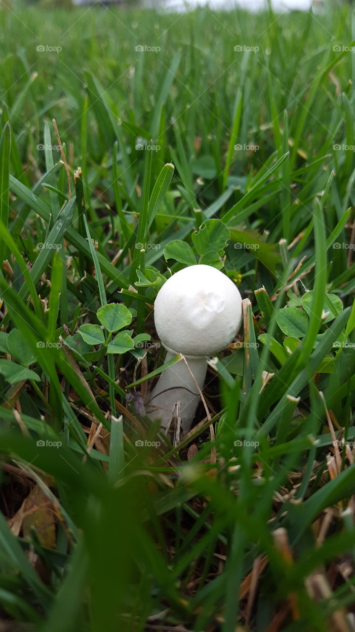 white mushroom in the grass