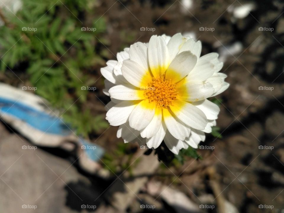 Beautiful White Flower