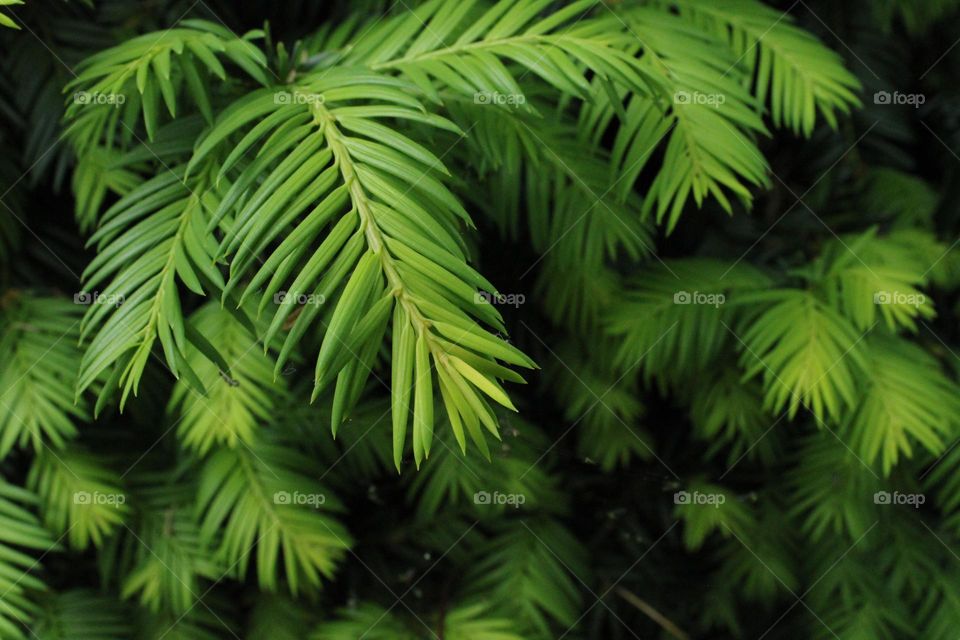 Green leaves on the tree 💚💚💚