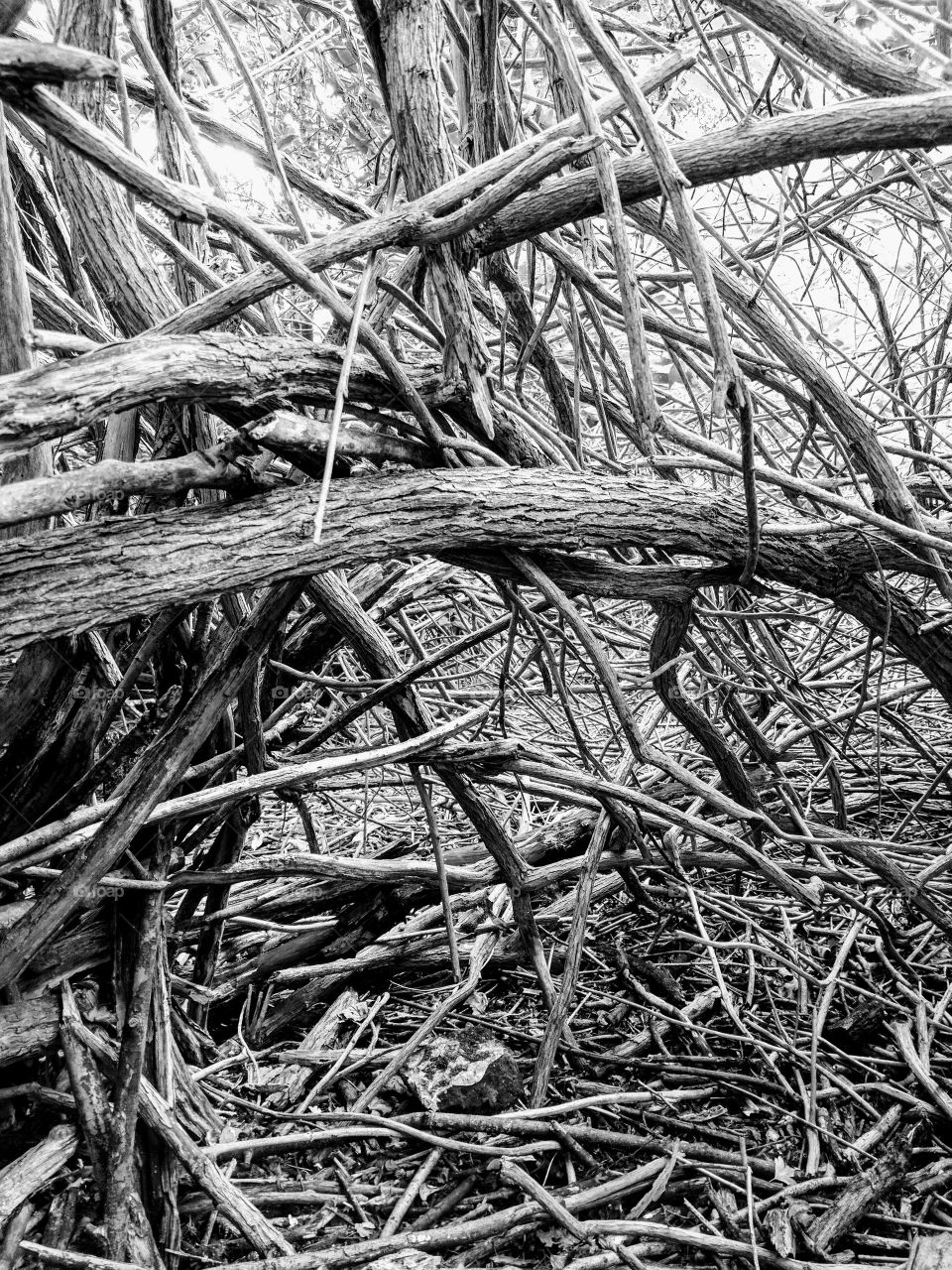 Branches and twigs in the woods