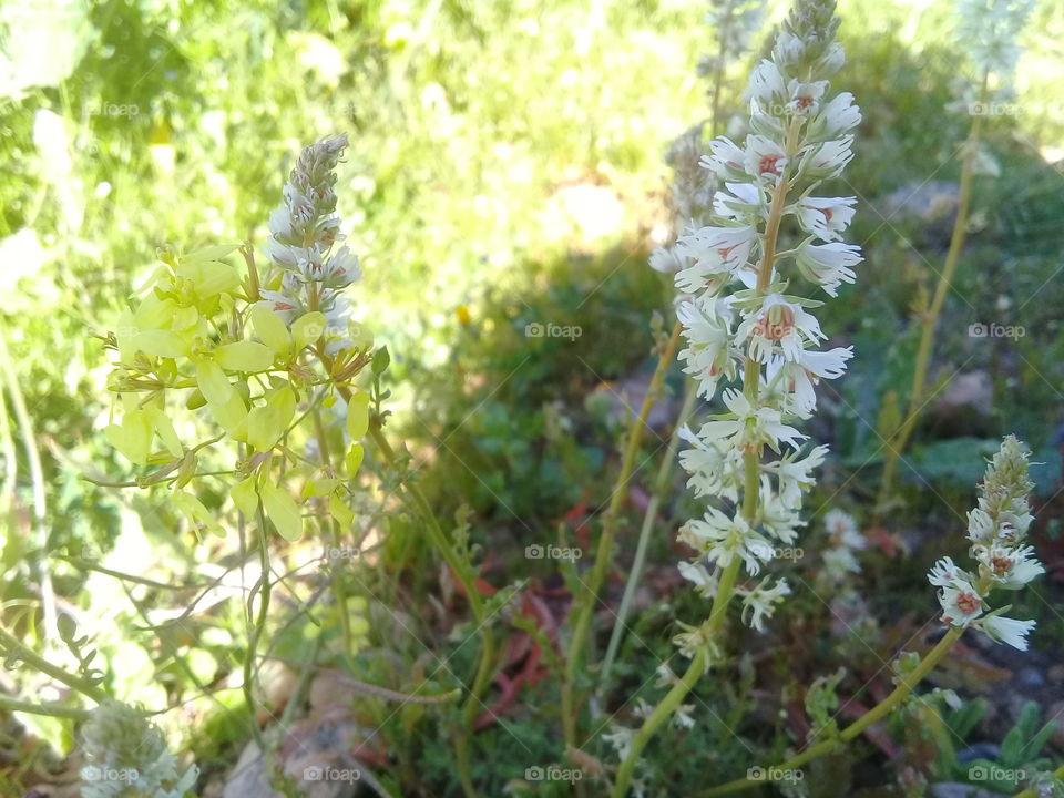 When you take a flower in your hand and really look at it, it's your world for the moment. I want to give that world to someone else. Most people in the city rush around so, they have no time to look at a flower. I want them to see it whether they want to or not. 
Georgia O'keeffe