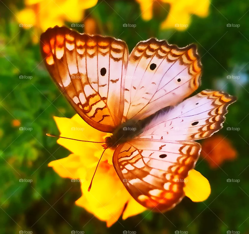 butterfly Flower
