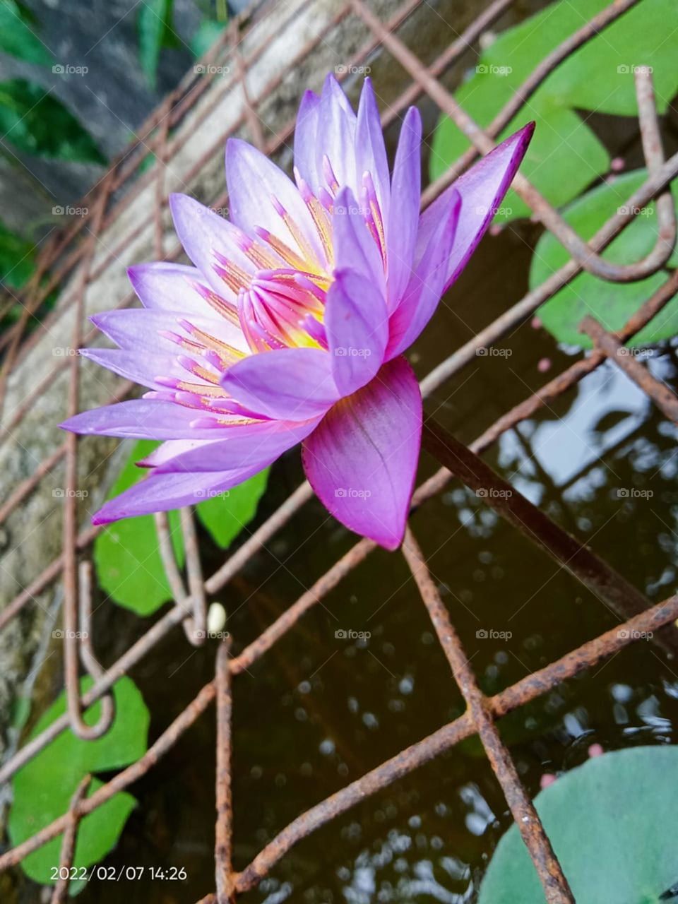 water lilly flower naturel pink coller blue  beautiful bestone picture in pond pond