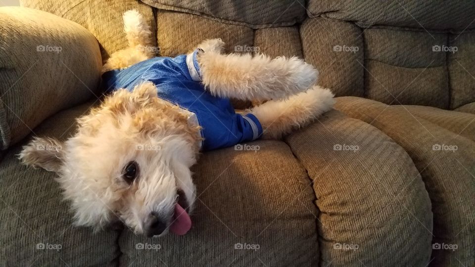 Tired Bichon Poodle with Tongue Out