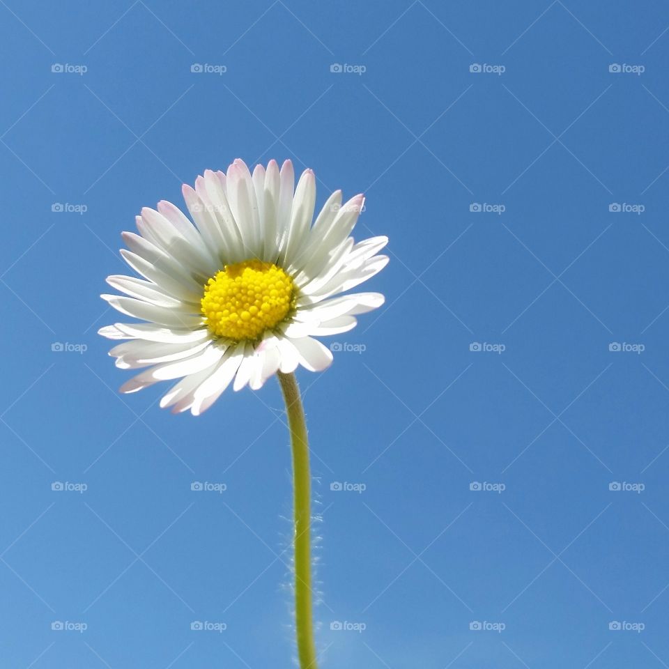 Sunflower and the sky