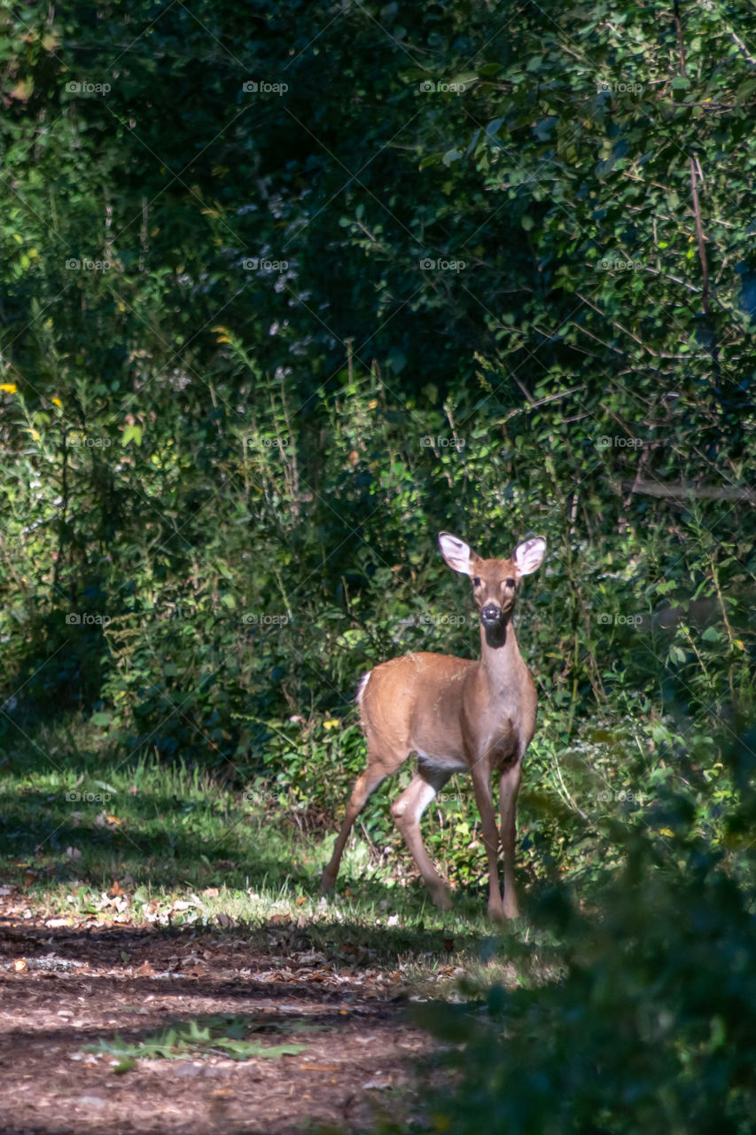 Small deer on the walking path in Wisconsin