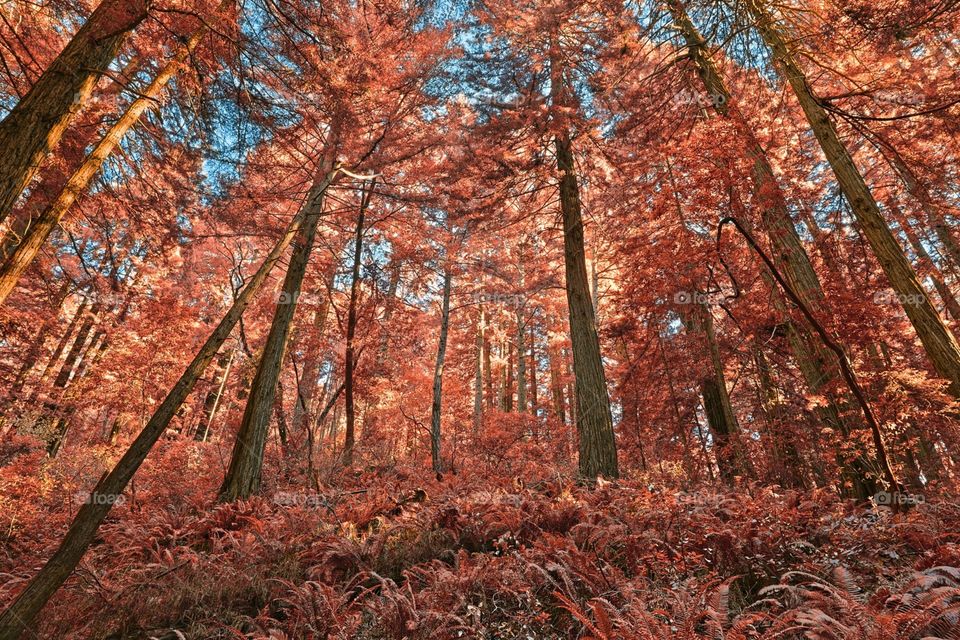 Autumn . A trek through the local metropark yields great fall color! 