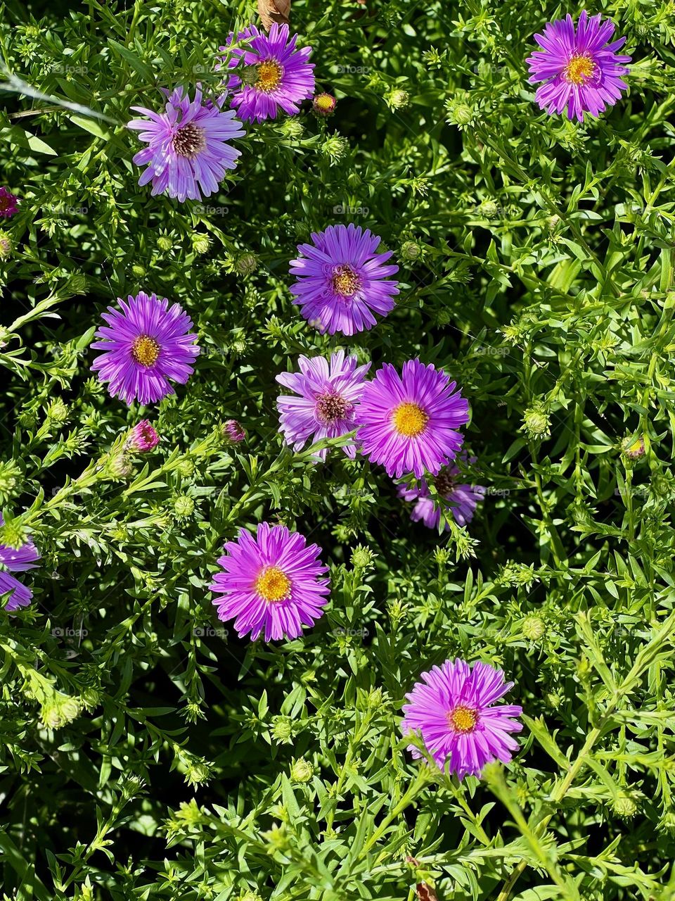 Purple flowers on bright green grass