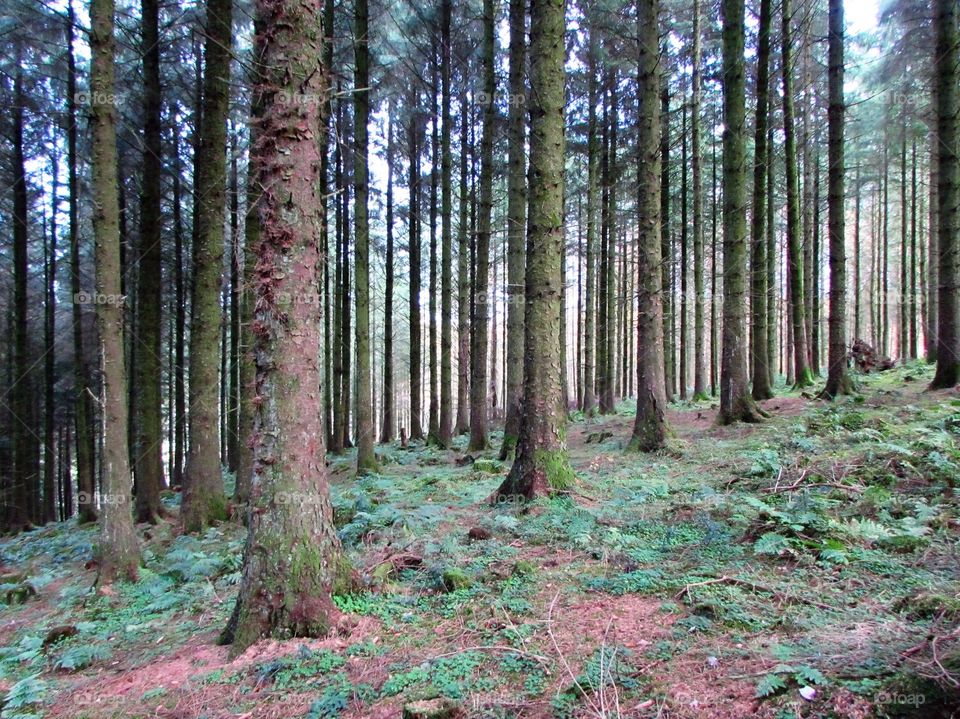 Wood, Tree, Nature, Landscape, Leaf