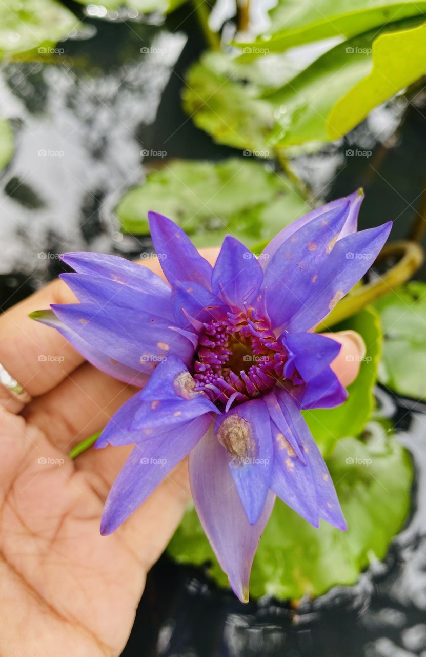 Blue lotus flower 