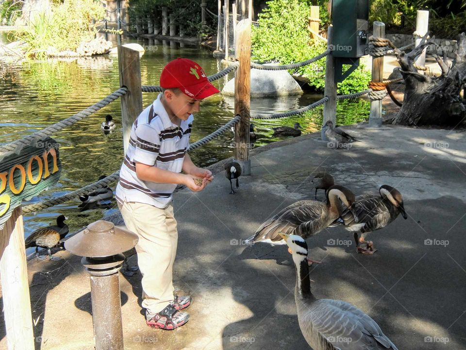 Boy feeding  ducks