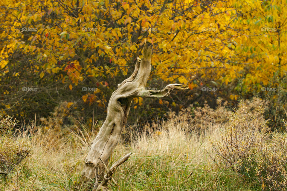 Dead tree before the forest