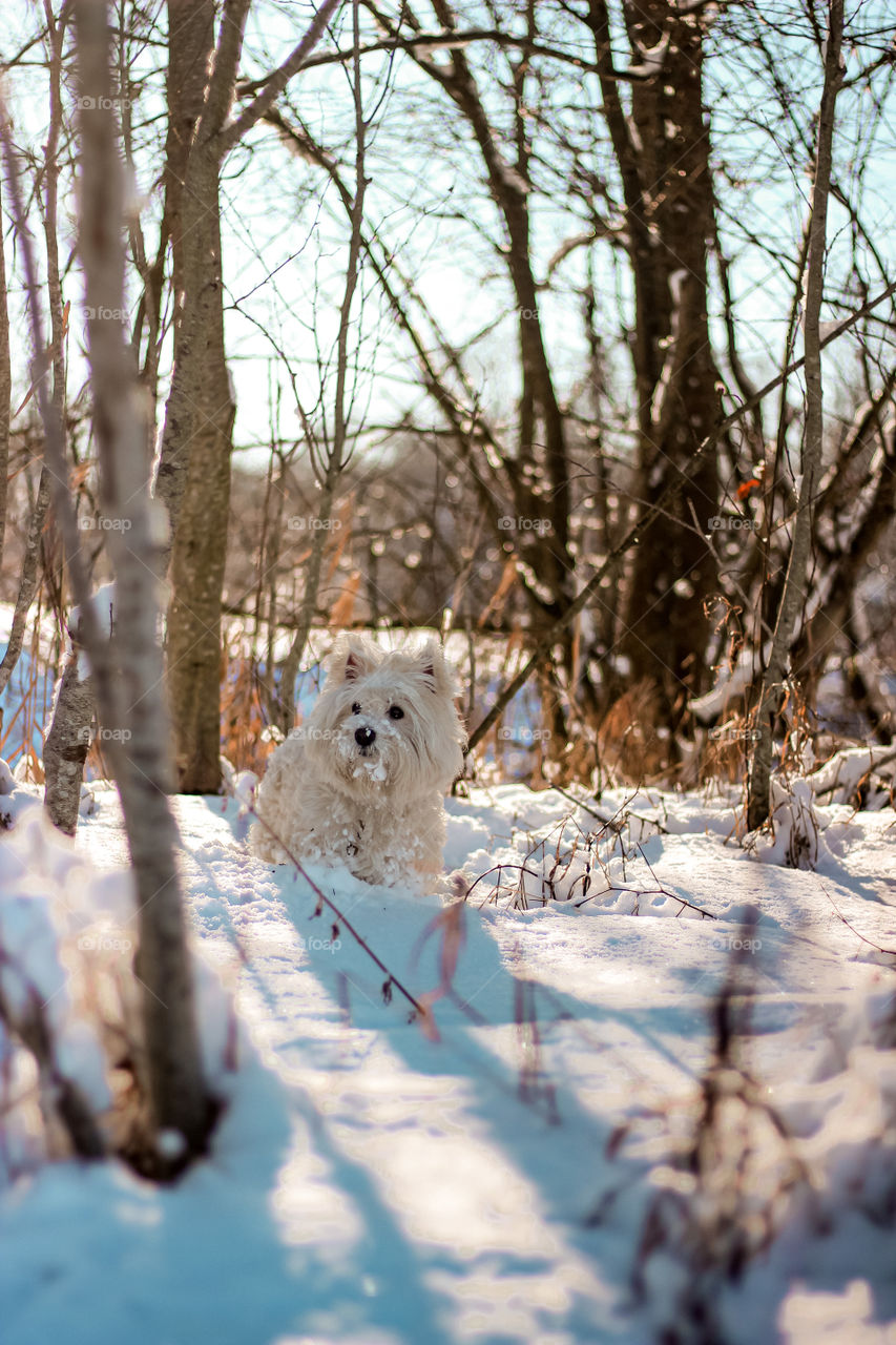 White bear in Lithuania