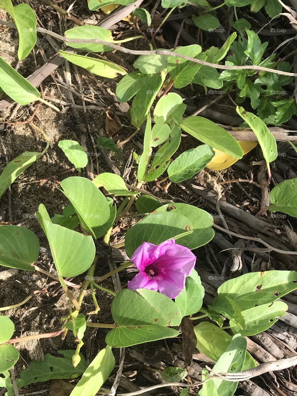 PURPLE FLOWER