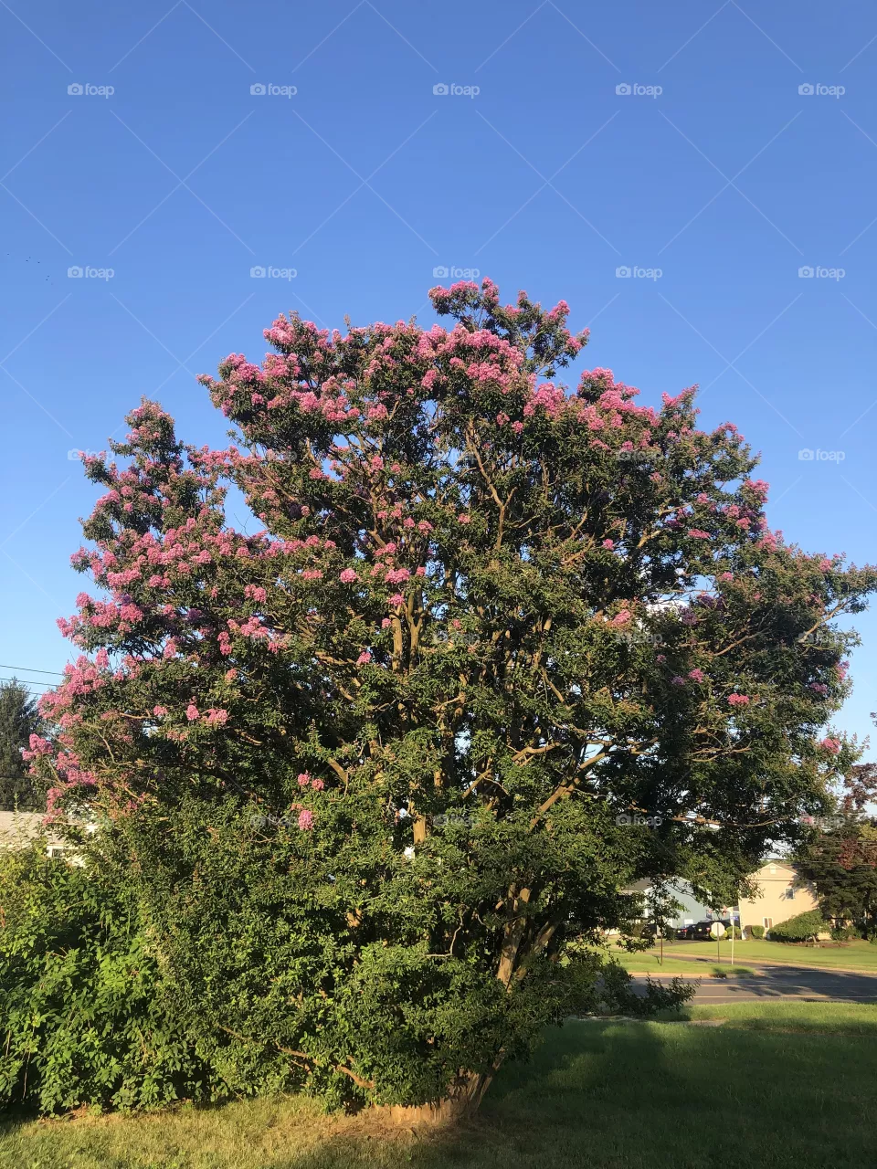 Lovely tree