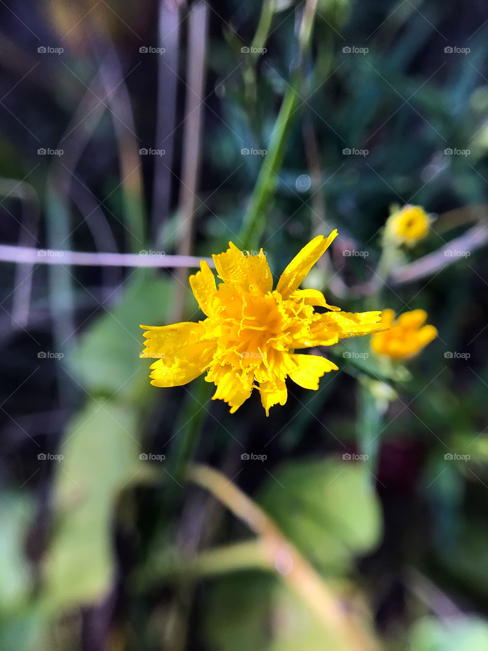 Autumn flowers 