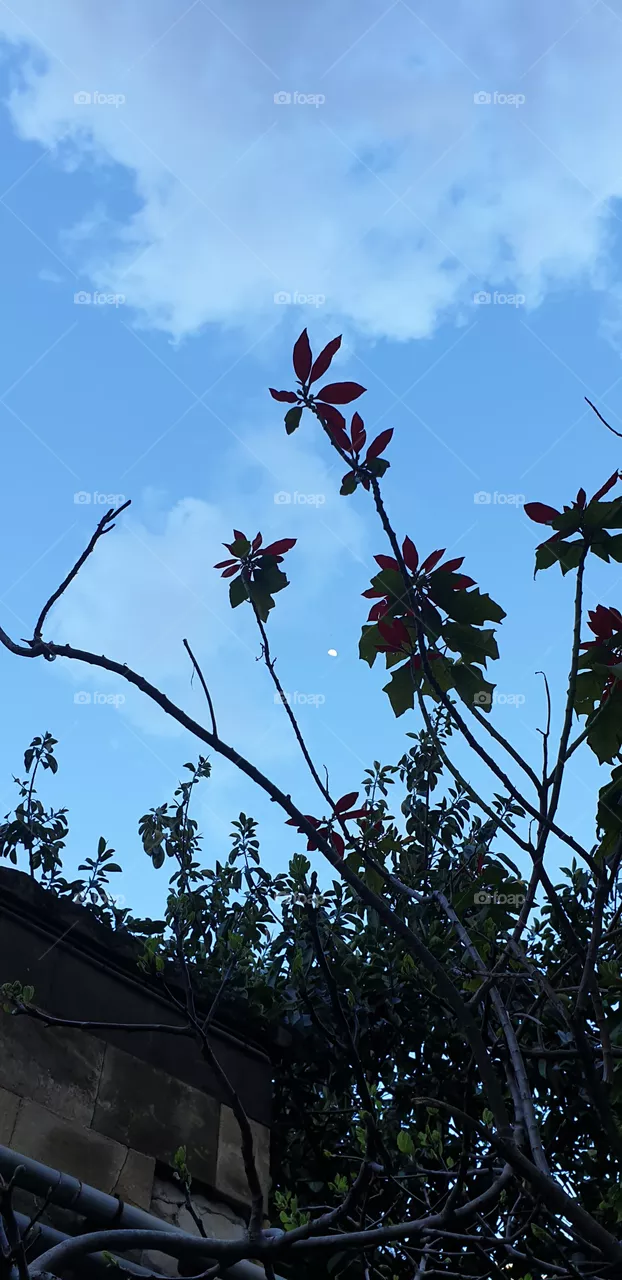 moon