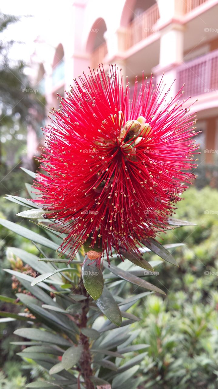 dwarf bottle brush. these beautiful dwarf bushes surrounded The Coronado Springs resort in Lake Buena Vista