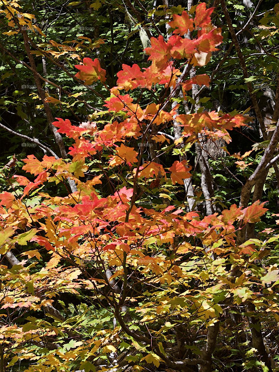 Maple trees in the forests of Western Oregon with leaves shining in their stunning fall colors of red, orange, and yellow on a sunny autumn day. 