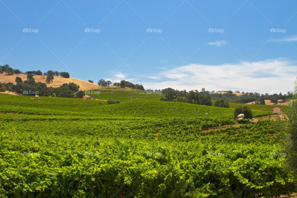 Vineyards Galore. Vineyards in Amador County CA