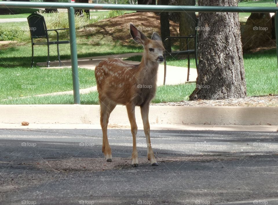 Fawn