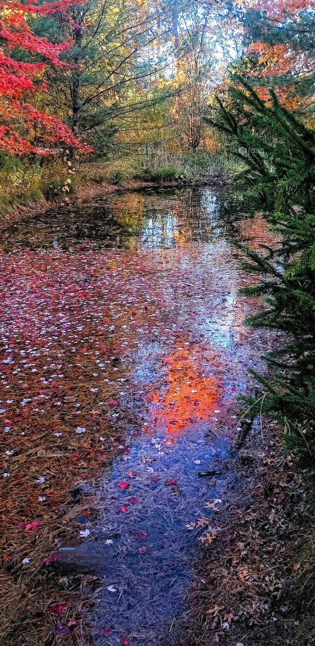 Autumn Leaf Pond