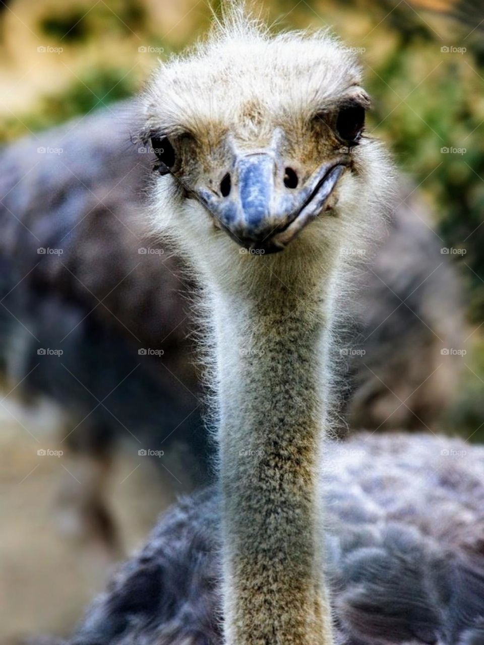 A smiling ostrich