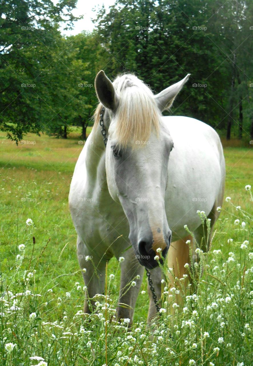 white horse in the park