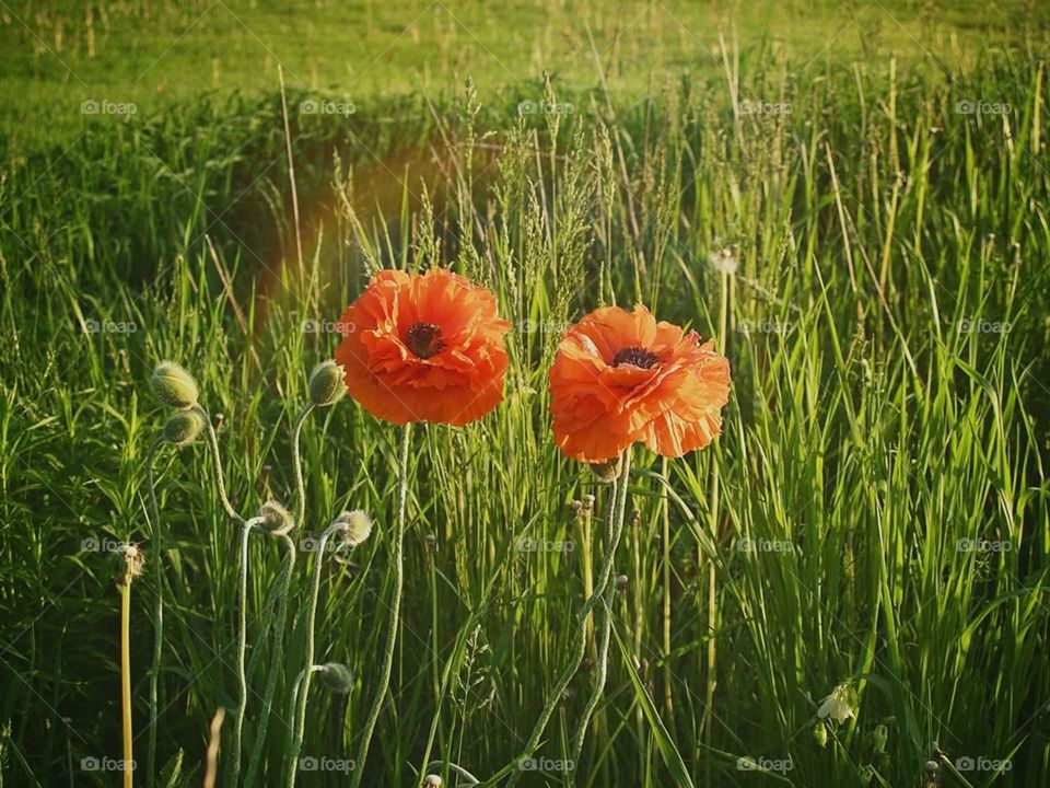 Poppies in Maine
