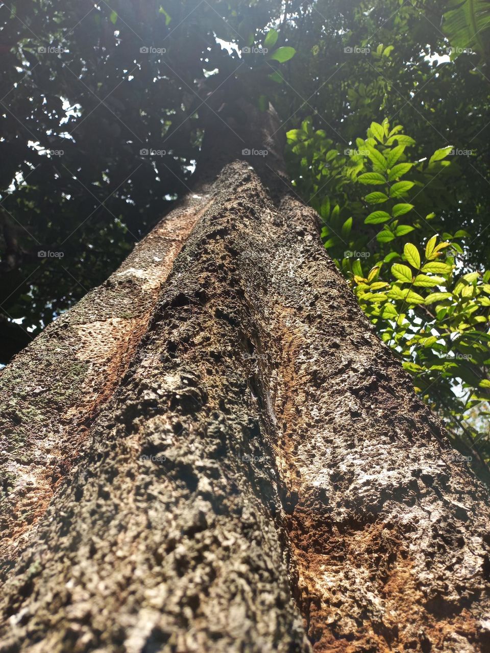 Trees are woody plants with the main characteristic of the trunk having a single tree.