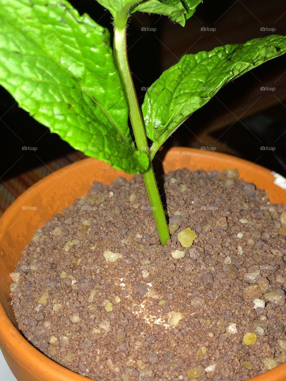 Growing Plant