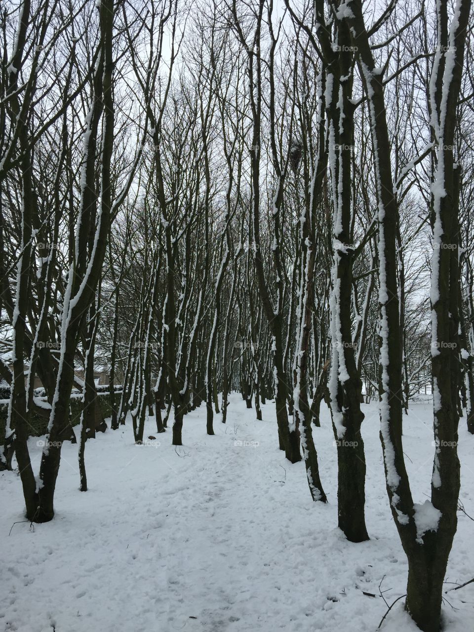 Woodland in snow