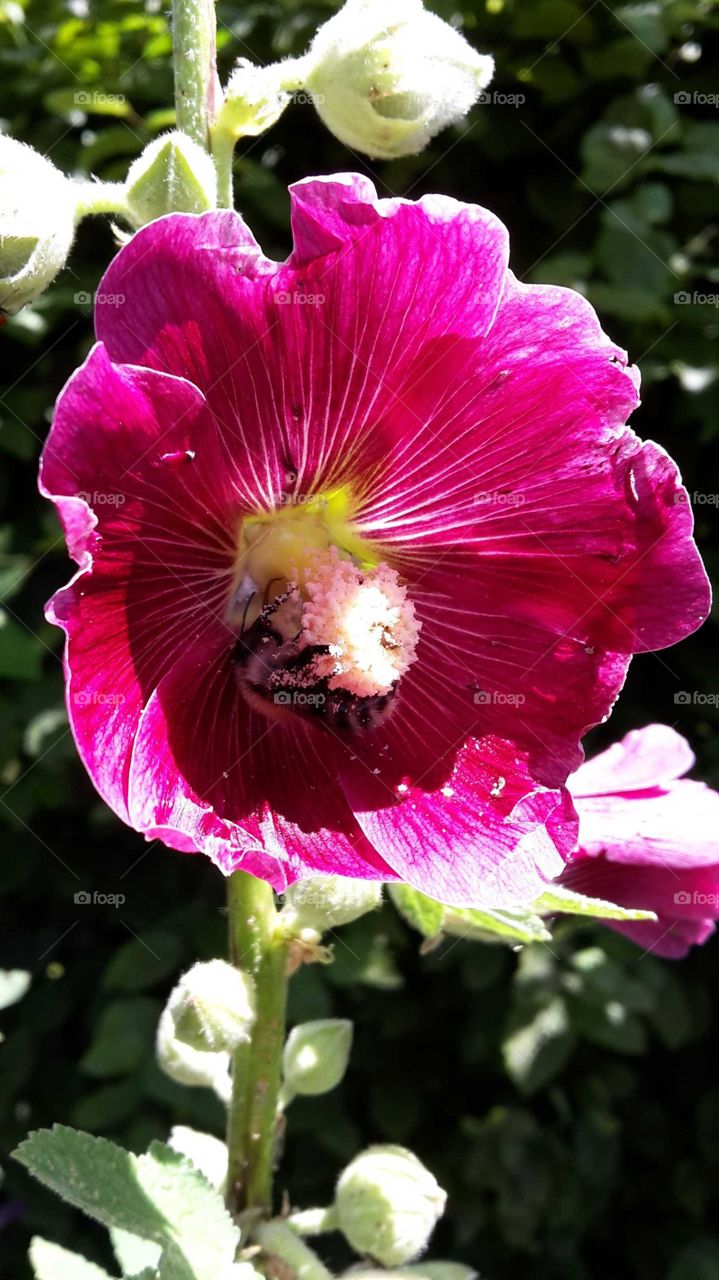 Hollyhock