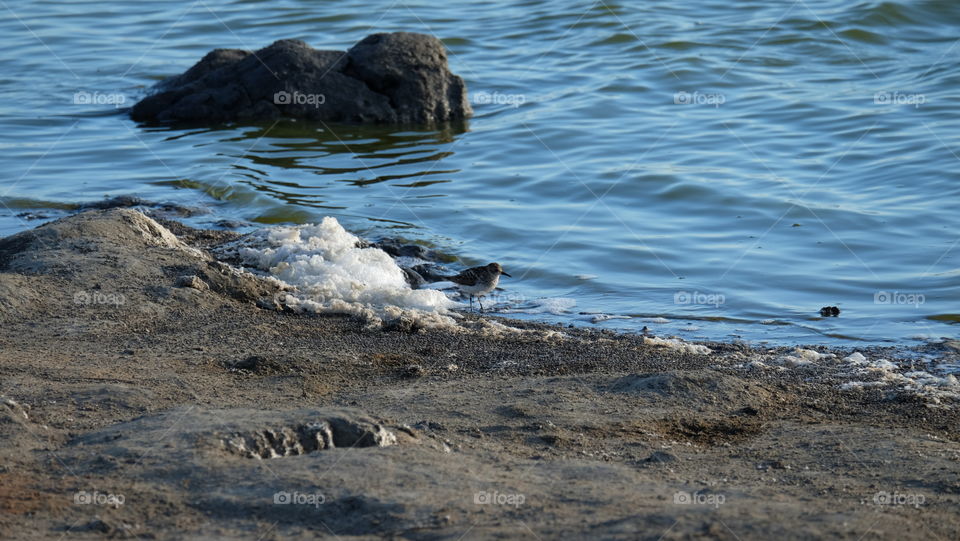 Shorebirds in salt pond