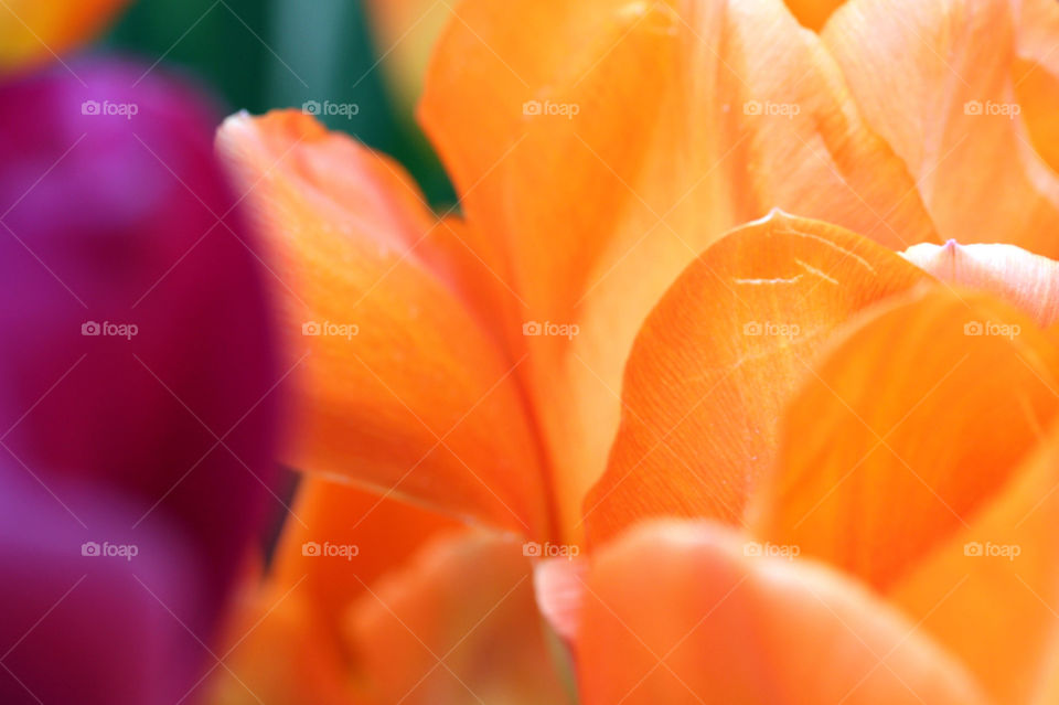 Delicate petals of a bright orange flower 
