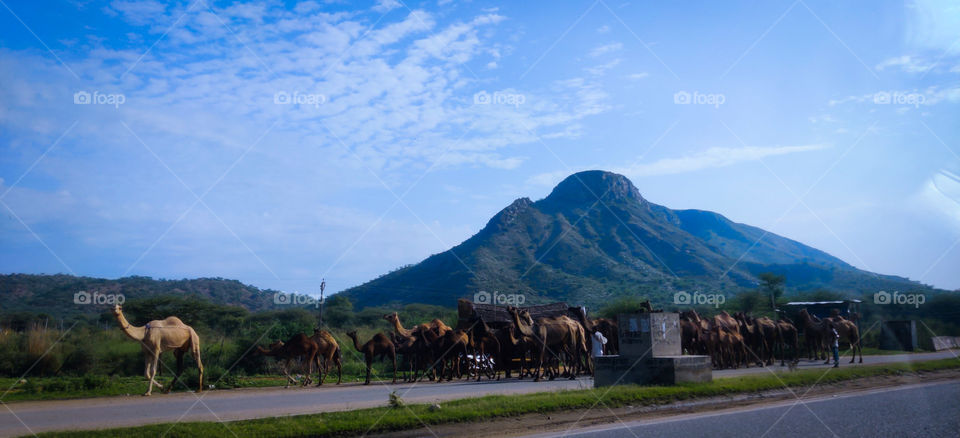 rajasthan